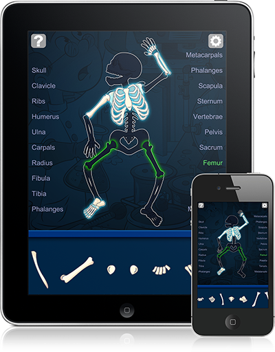 Napoleon Bone Apart (iOS App) names and connects bones of the skeleton.
